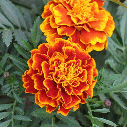 Sparky Mix Marigold Seeds | 175 – 3,500 Seeds | Non-GMO | Free Shipping | 1189