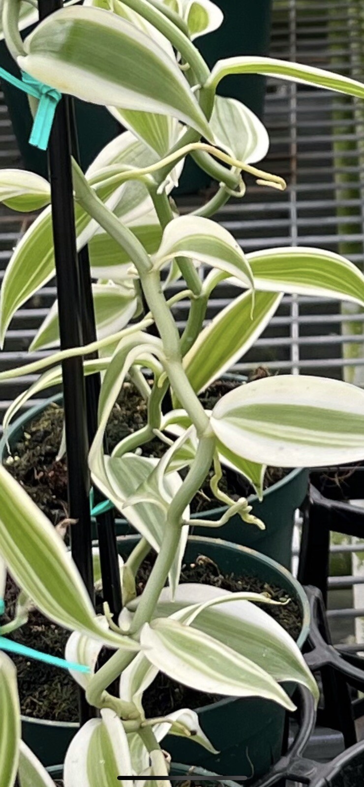Large Plant 5” WHITE Variegated Vanilla planifolia Orchid Variegata