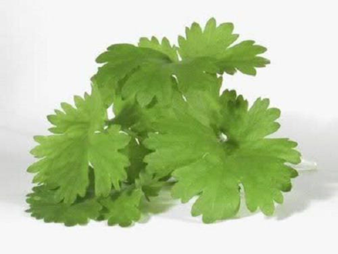 1000 CILANTRO / CORRIANDER / Chinese PARSLEY Coriandrum Sativum Herb Seeds