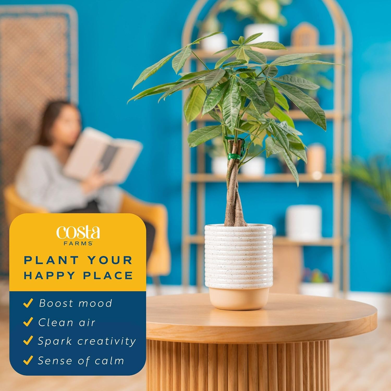 Money Tree (Pachira Aquatica) Live Indoor Bonsai-Style Plant, 12-16 Inches Tall,