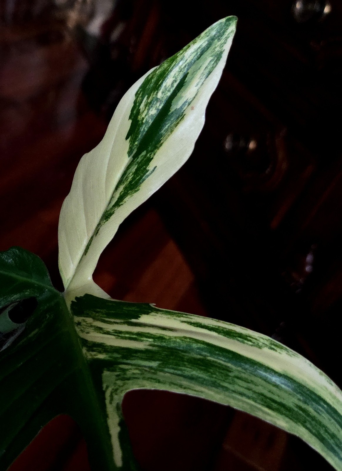 Rare NEW! Philodendron Florida Beauty X Joepii 19″ Tall Not Monstera Anthurium