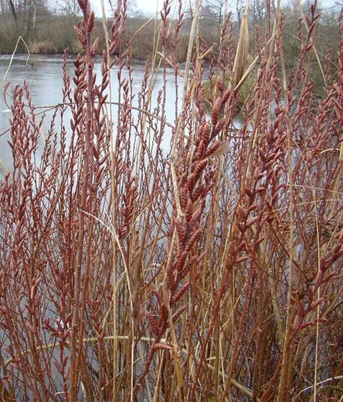 Bog Myrtle Shrub Seeds for Planting (15 Seeds) – Myrica Gale
