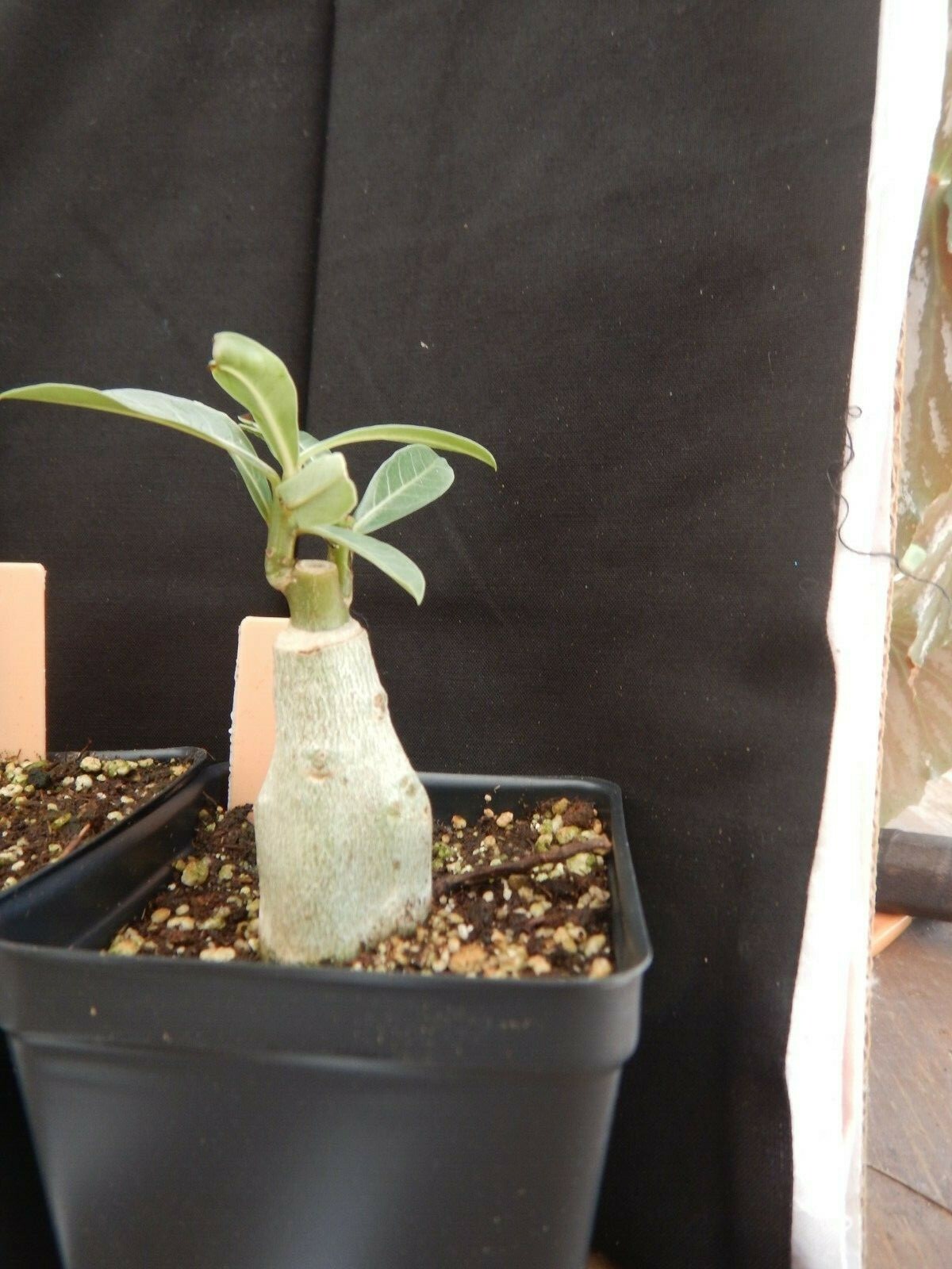 Adenium Obesum Grafted Plant “VULCANUS” Desert Rose Plant *USA SELLER*