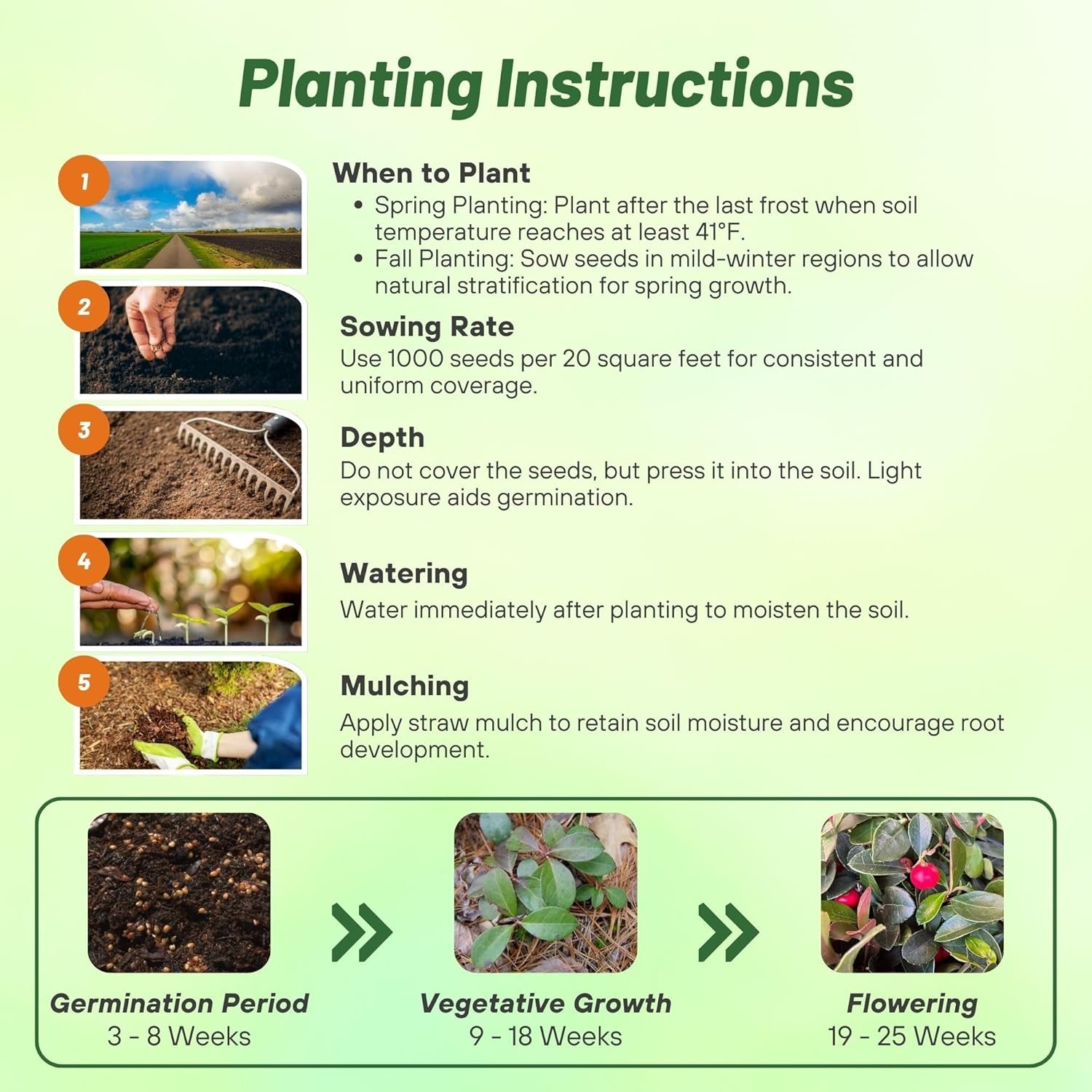 500 Seeds Wintergreen Seeds – Wintergreen Ground Cover Seed