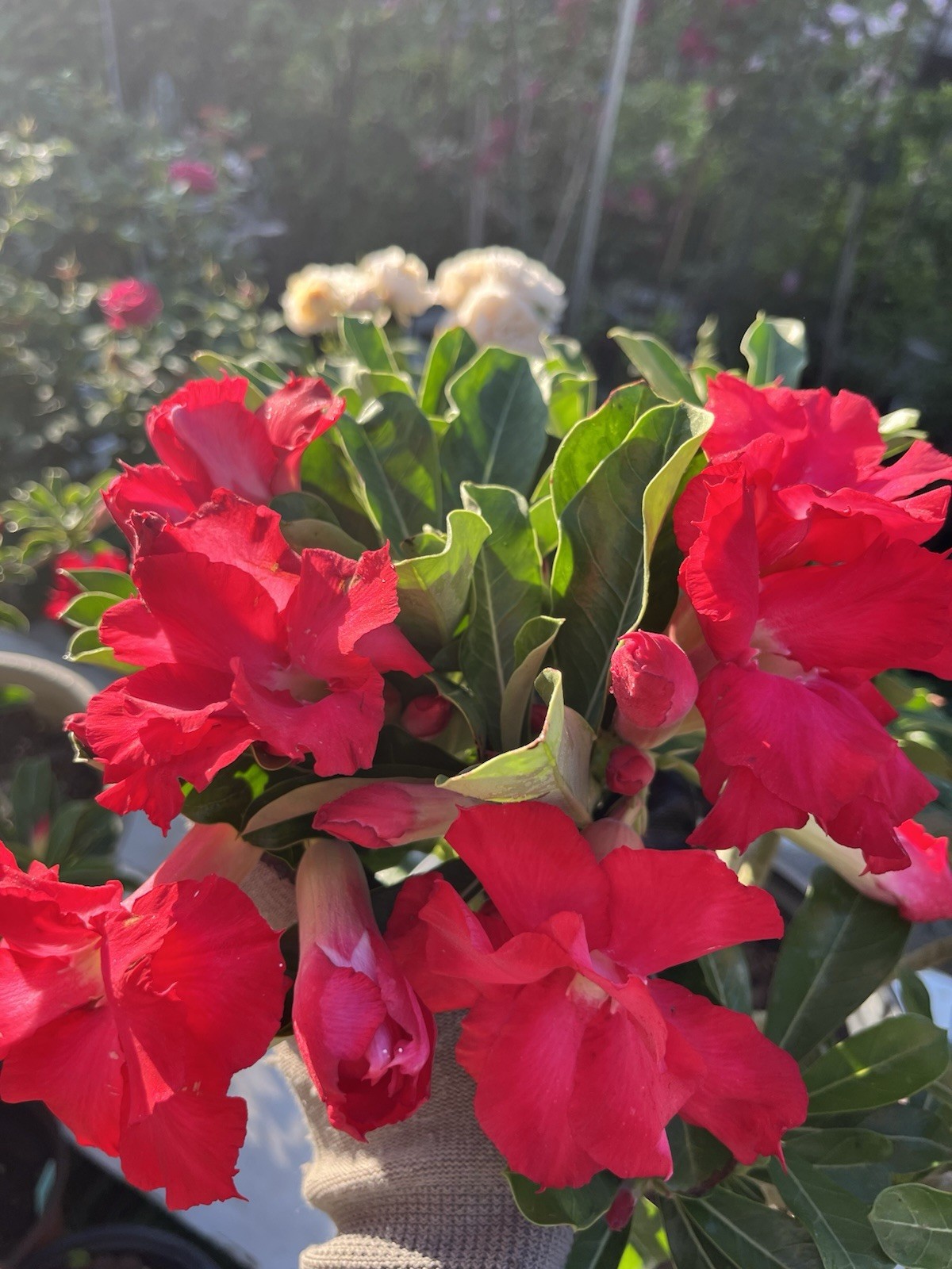 Own Root 7-8Years Old Doubles Petals Desert Rose In 3 Gallons Pit 20-25 In Tall