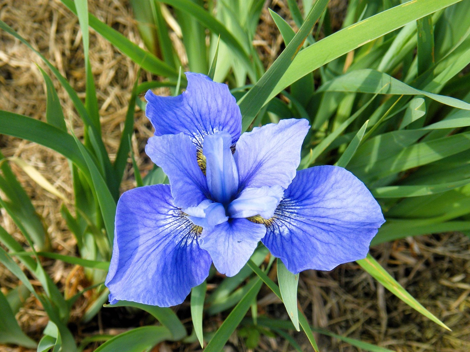 20 MIXED SIBERIAN IRIS Sibirica Iris Bicolor Blue Red White Purple Flower Seeds