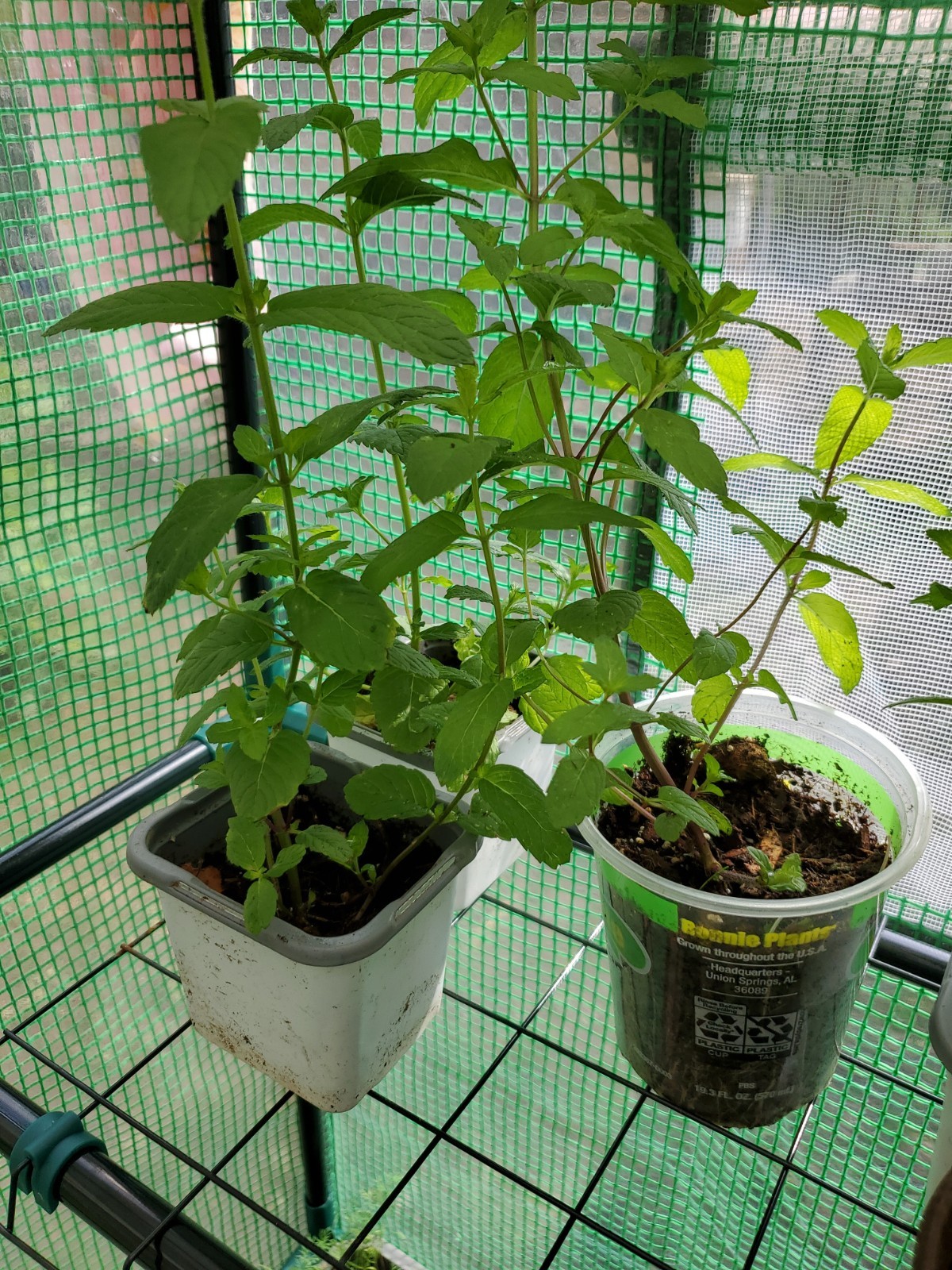 Mojito Mint Live Root