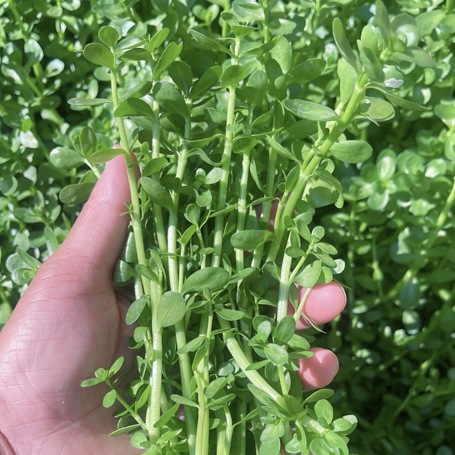15+Stems Bacopa Live Aquarium Plant. Buy 2 Get 1 Free