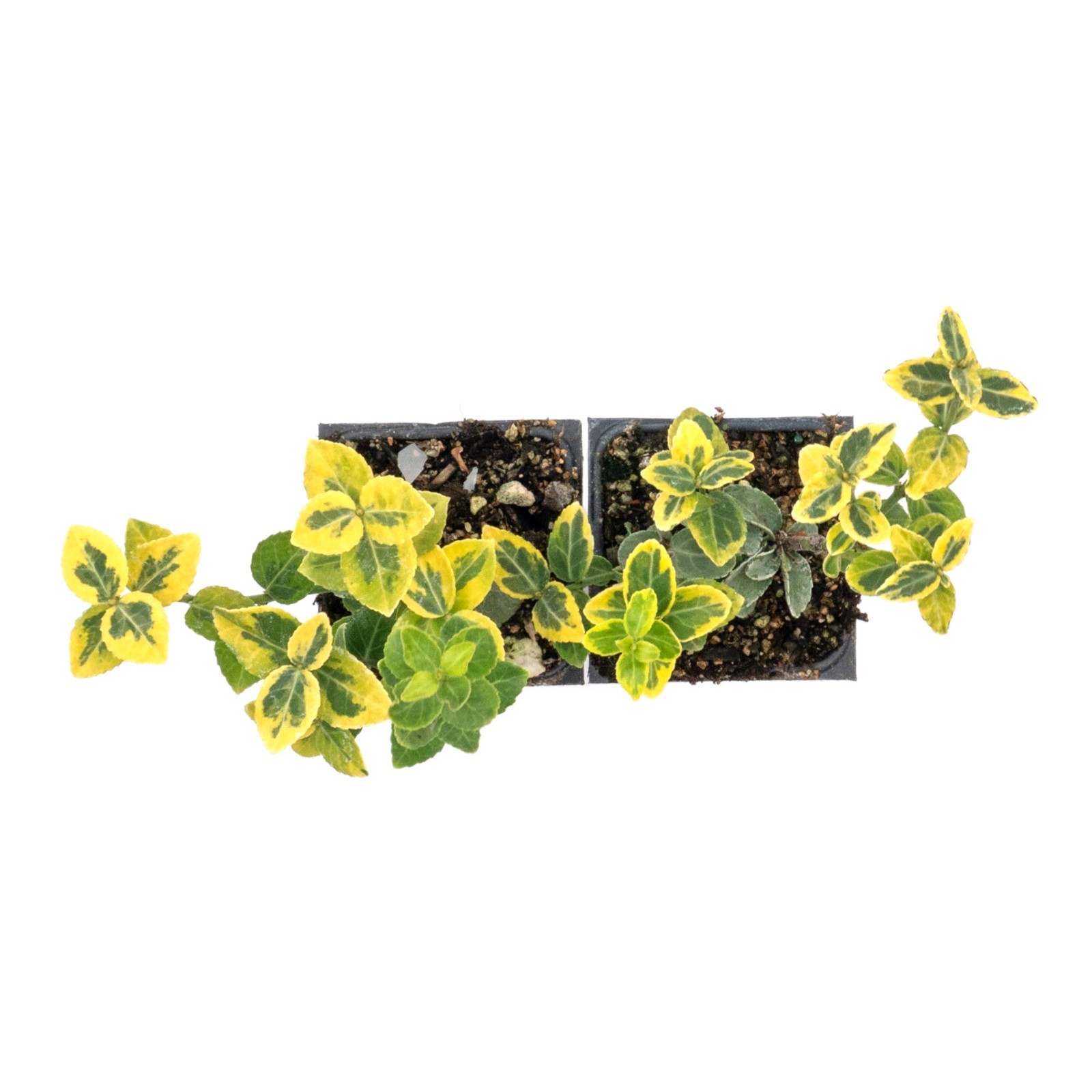 Green ‘n Gold Euonymus in 3.5” Nursery Cubes, Euonymus fortunei ‘Emerald ‘n Gold