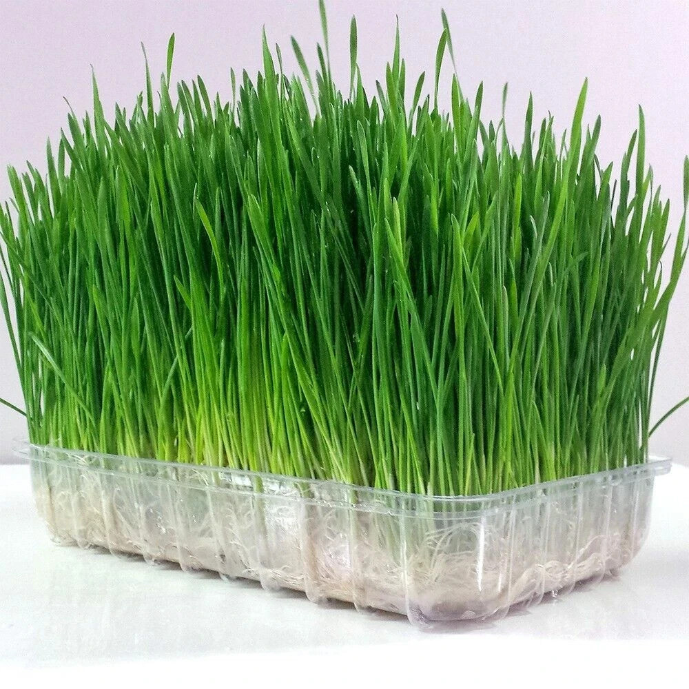 Wheat Grass / Cat Grass Seeds ~ Non-GMO Heirloom ~ Amounts 5 Pounds