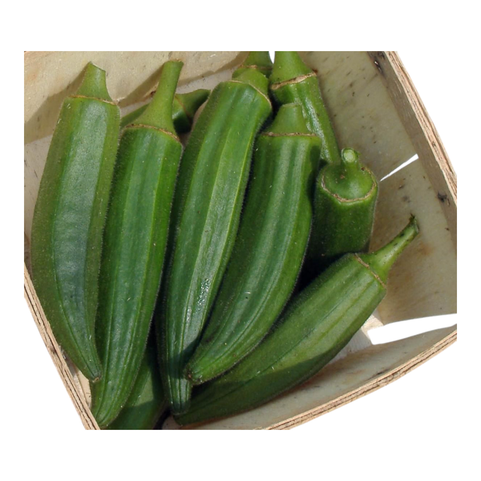 30 Jade Okra Seeds | Non-GMO | Heirloom Vegetable Garden Seeds