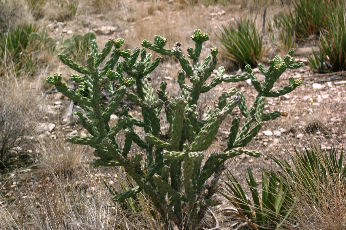 Cholla Cactus ‘Colorado White” (C. imbricata) – COLD HARDY