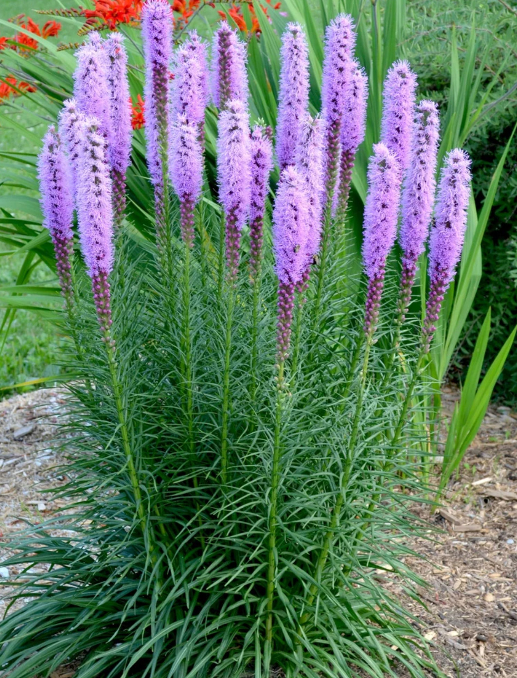Liatris Floristan Violet Perennial Live Plants/Plugs- 4 “baby” Plants Per Offer