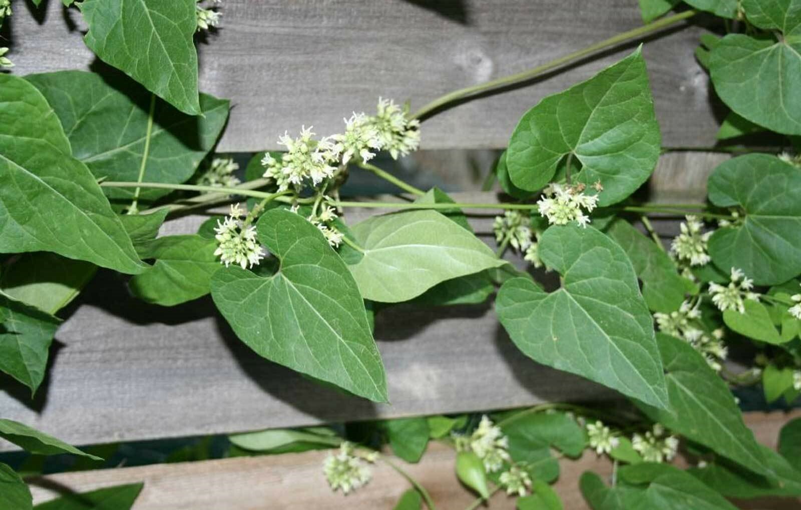 Cynanchum laeve| Sand Vine | Blue Vined Milkweed | 5_Seeds