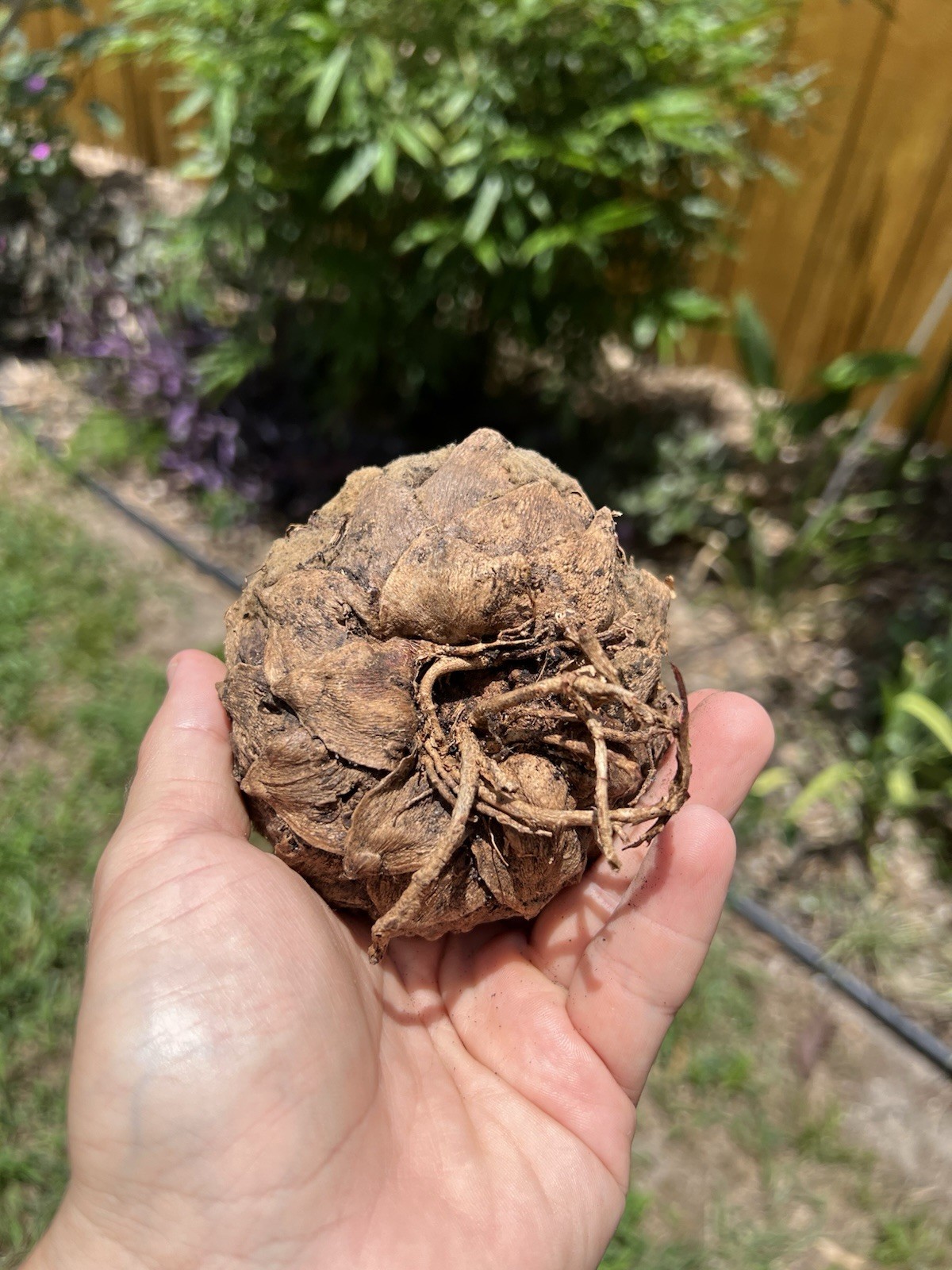 Dioon Edule Approx 4in Caudex – Hardy Mexican Cycad Lot #3