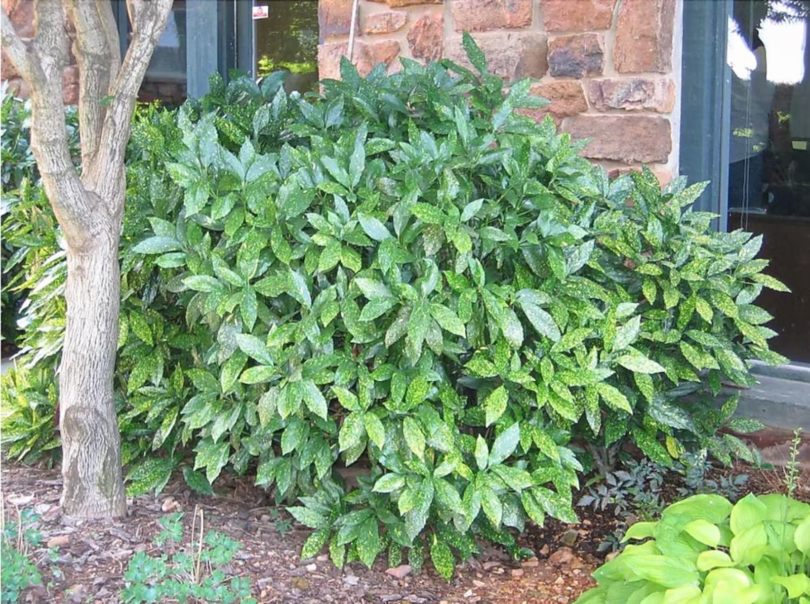 6 Aucuba Japonica Golden Dust Gold-dust in small pots beautiful evergreen bush