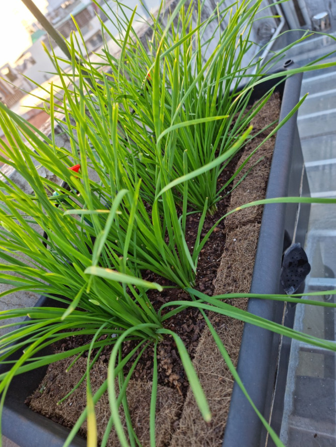 Chives Seeds – 1g – Garlic Chives – Hẹ Lá – Popular Asian Herb