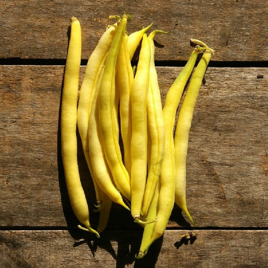 BULK Golden Wax Bean Seeds | Yellow Wax Beans Green Vegetable Seed Fresh 2024