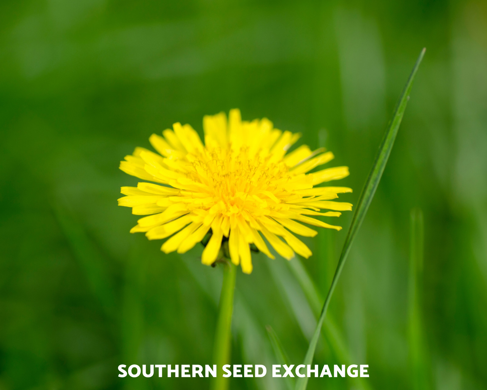 Dandelion, True – 50 Seeds – Culinary Flower Seed – GMO Free