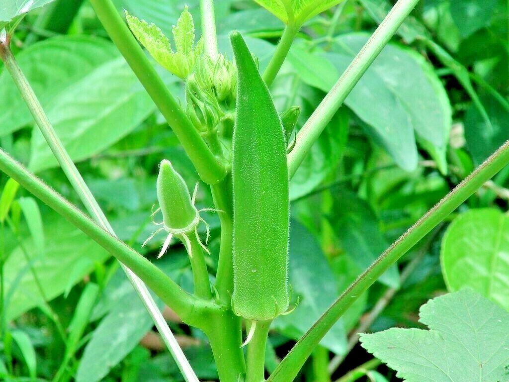 300 SEEDS OKRA CLEMSON GARDEN VEGETABLE HEIRLOOM ALL-AMERICAN WINNER NON-GMO USA