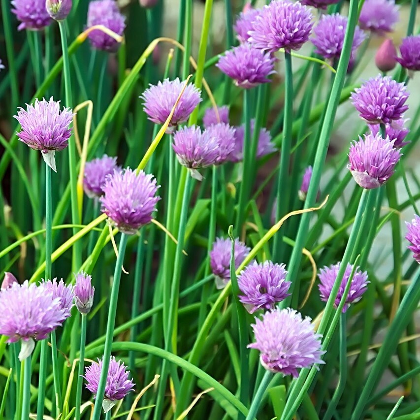 Chives Seeds 400+ Common Onion Herb Vegetable Garden USA NON-GMO FREE SHIPPING