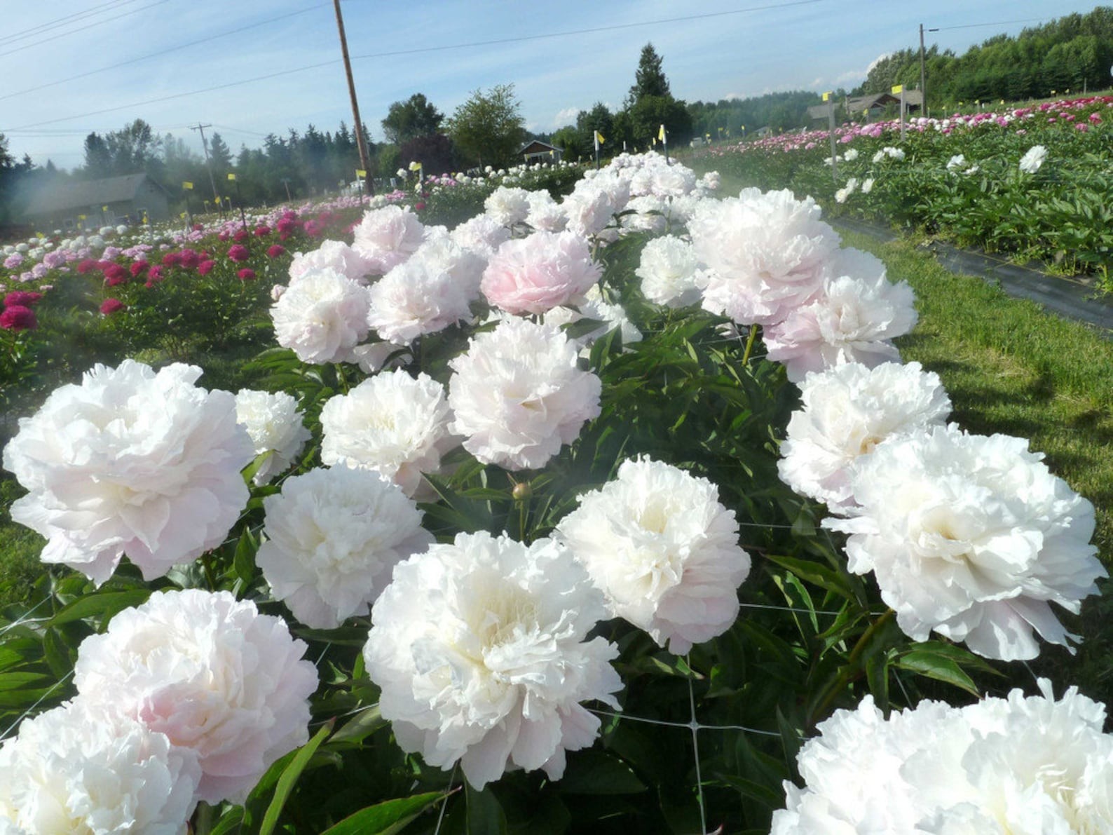 Shirley Temple Bareroot Peony, 2-3 Eye, Great for Fall Planting! USA farm