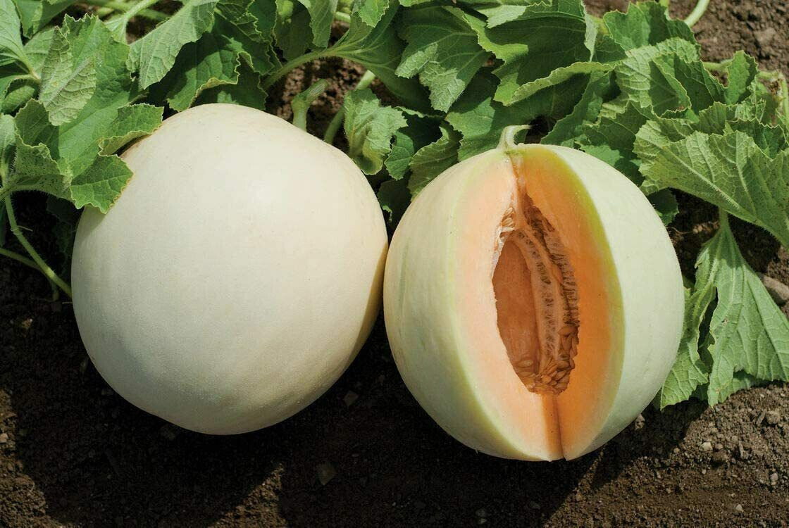 HONEY DEW ORANGE FLESH CANTALOUPE 25 SEEDS FRESH FOR GARDENS