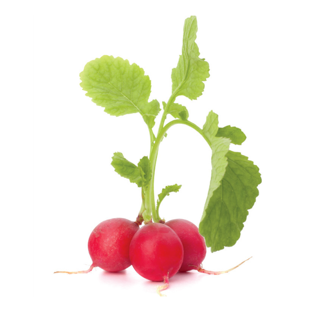 3 different salad kits you choose grow your own NON-GMO seeds VERY EASY HEALTHY!
