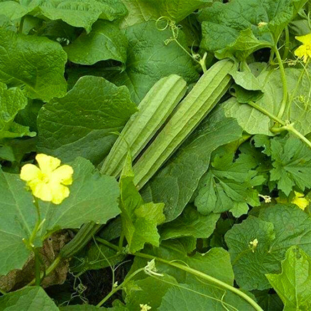 Fresh Chinese Okra Seeds | 15 Seeds | Heirloom Non-GMO | Asian Vegetable Seeds