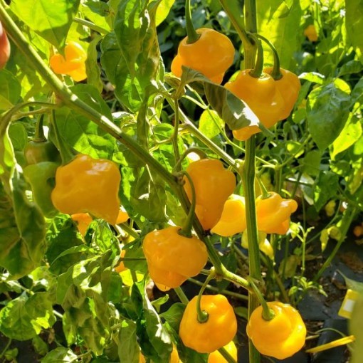 Trinidad Perfume Pepper 10 Seeds. Free Shipping!
