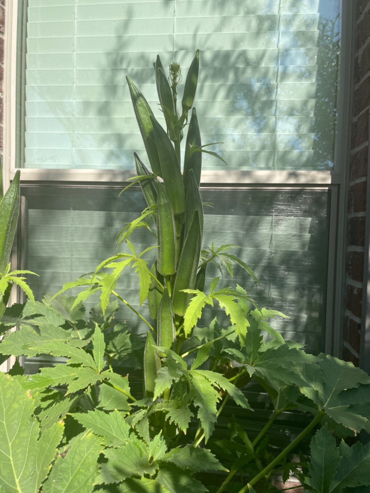 60 Jambalaya Okra Seeds Open Pollinated. Great Flavor Early and Super Prolific