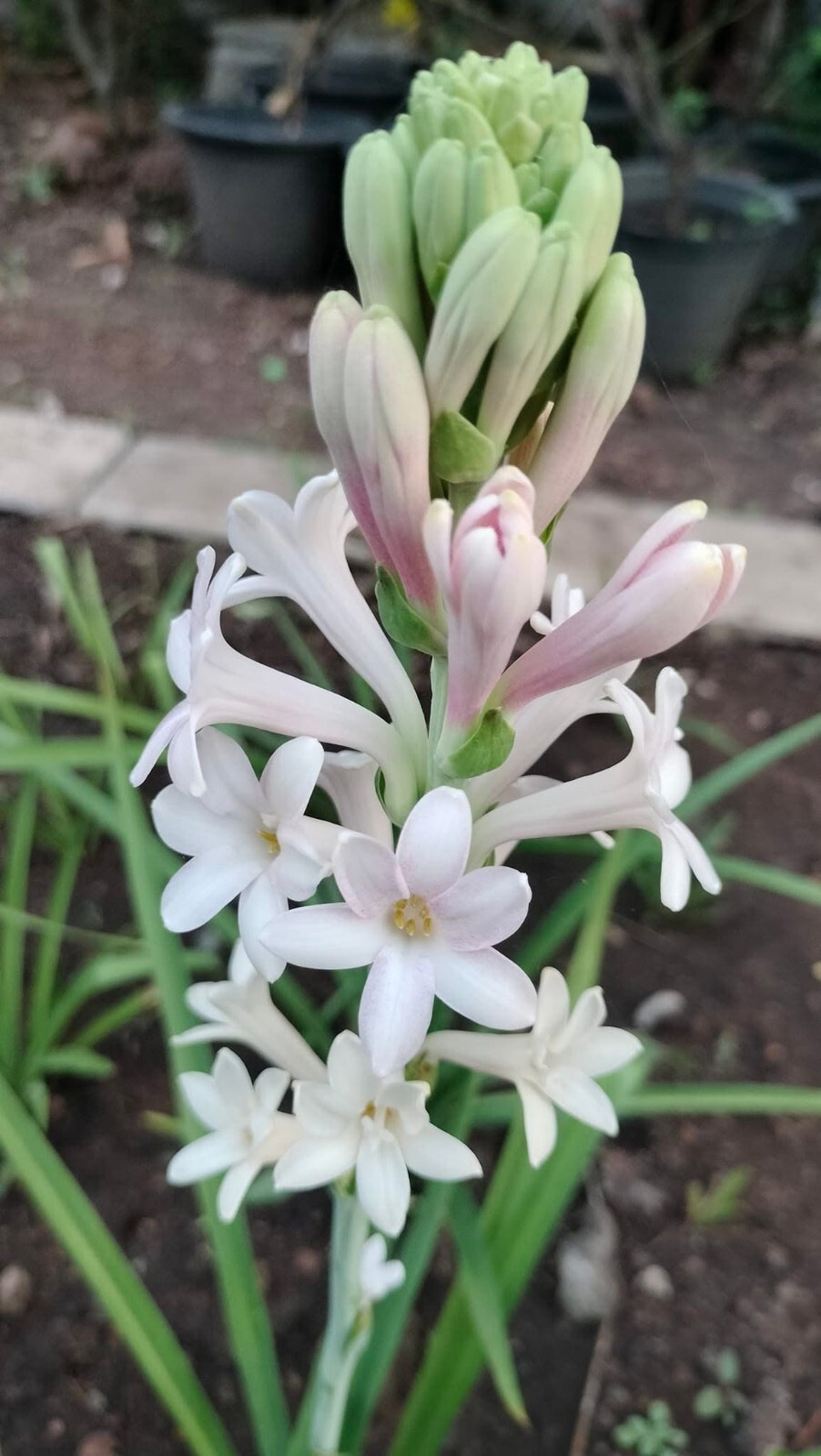 7 Single Mexican Tuberose Polianthes Lily SMALL BULBS~Fragrant~Heat Hardy