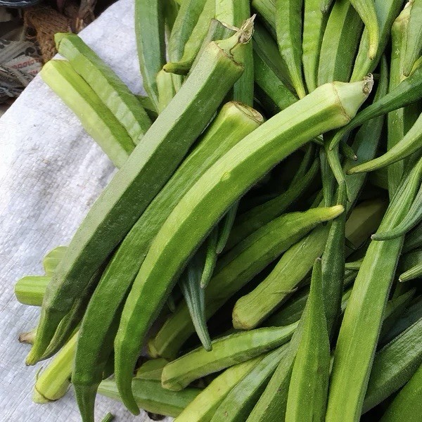 50 Okra Seeds – (Abelmoschus esculentus) HEIRLOOM, NON GMO – USA Seller