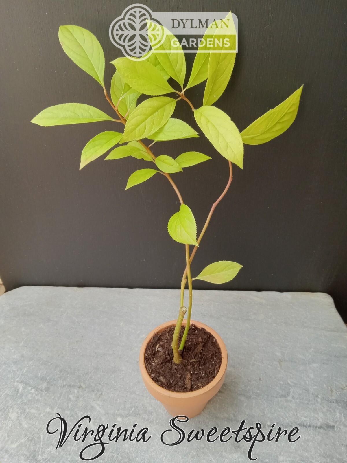 Sweetspire (Itea virginica) – Virginia Willow – Live Plant – Multiple Sizes