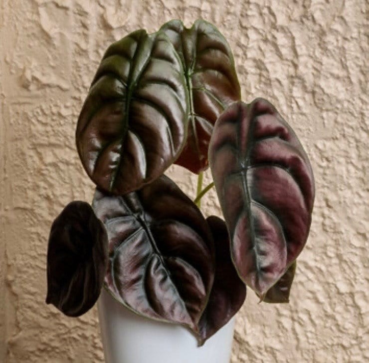 Alocasia Cuprea Red Secret 3 Pack Starter Plants Live Rare Houseplants