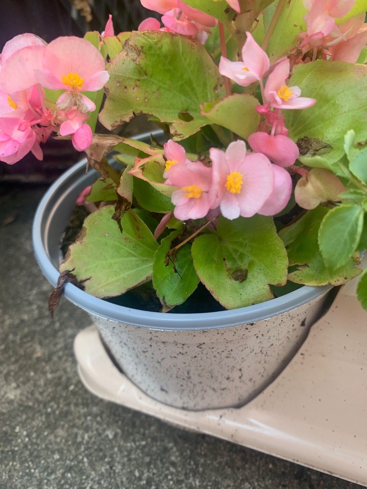 Rooted Pink Begonia outdoor plants for balcony or patio basket or pot