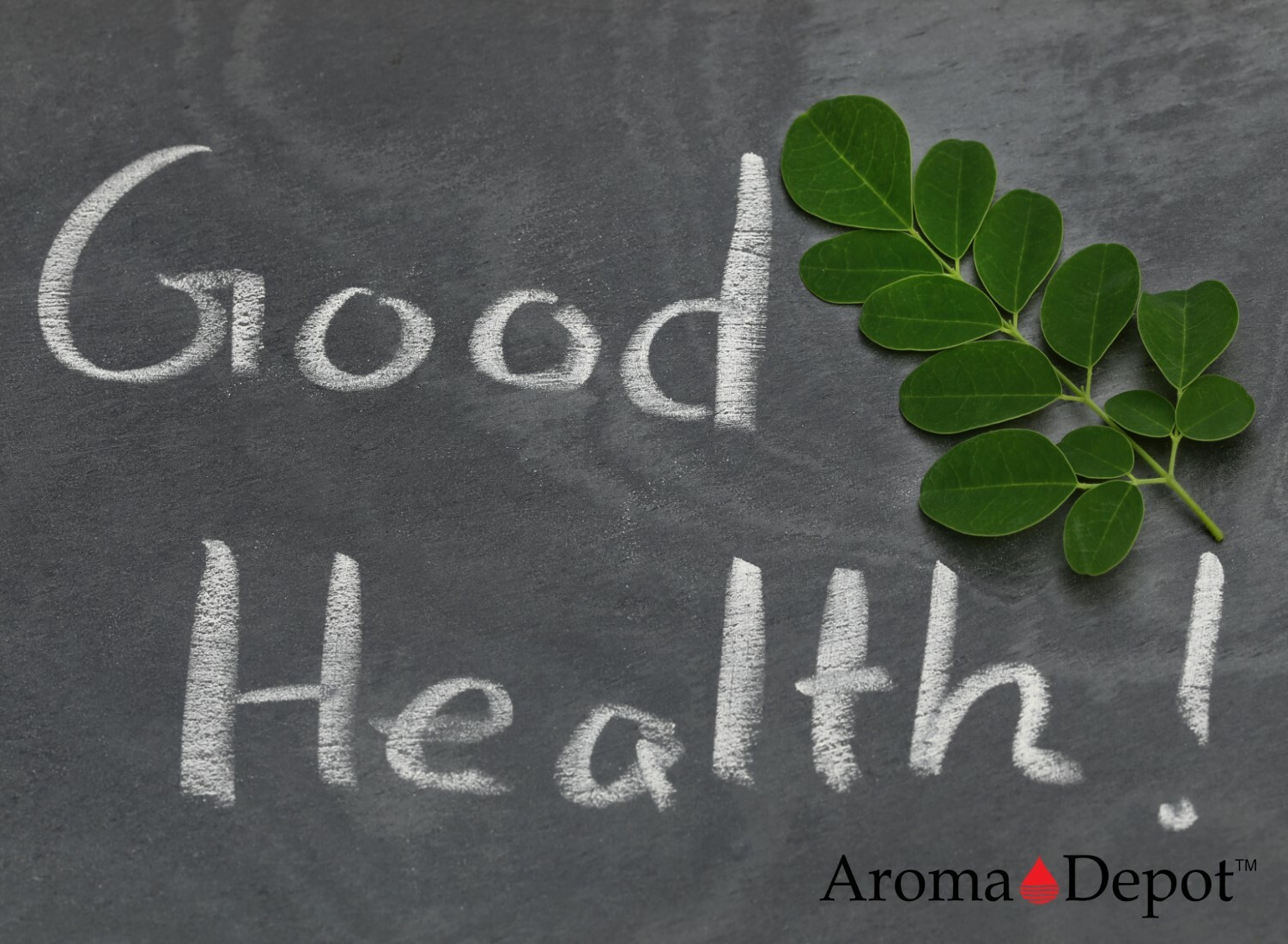 Moringa KERNELS 2 oz. Seeds oleifera Shelled 250 Semilla De Moringa Wholesale