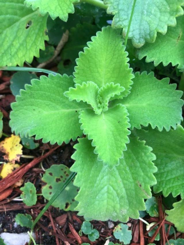 Cuban Oregano~Mexican (ORGANIC) Well Rooted plant (1x 5-8 Inches)