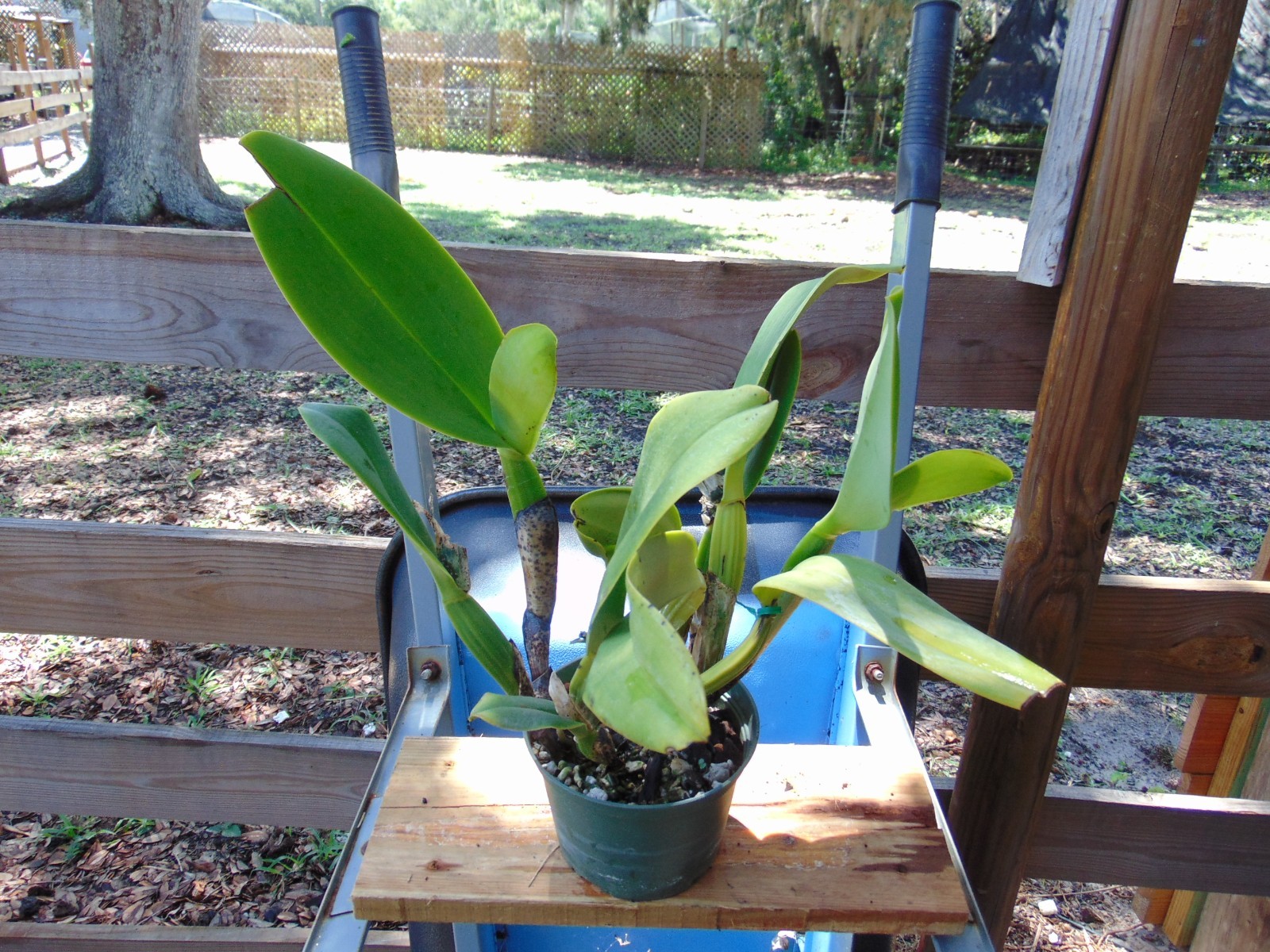 NO TAG Catlleya Hybrid 2 SHEATHS 6″ pot LARGE PLANT