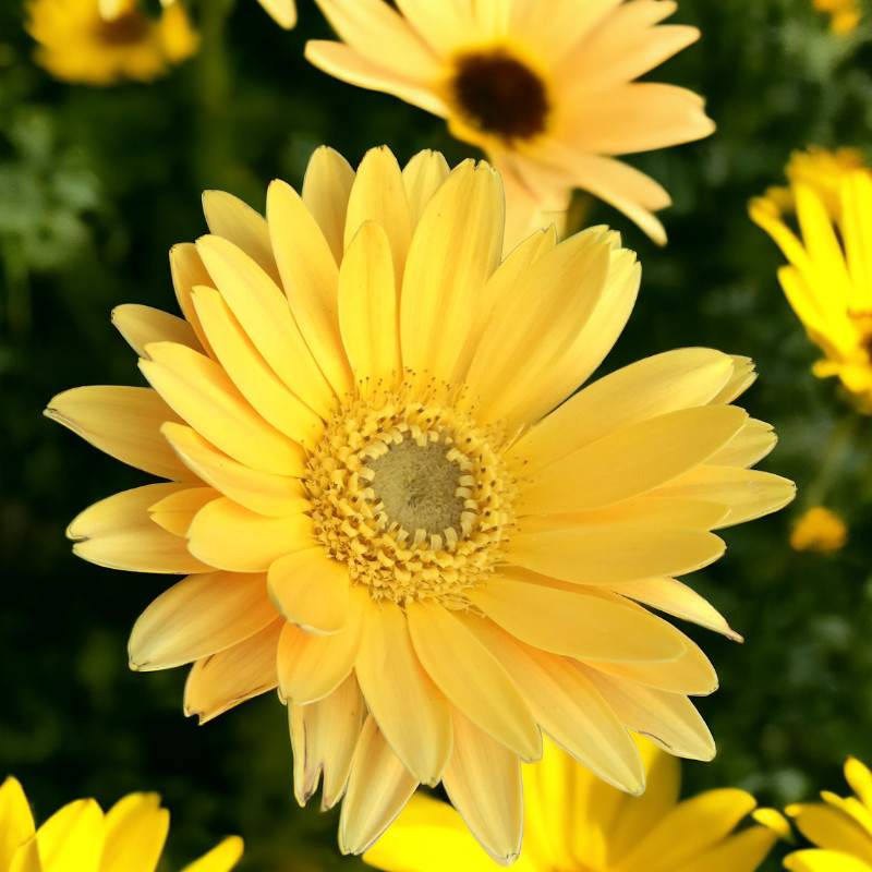 Gerbera Daisy Seeds 50+ Seeds Mum Flower, Flower Seeds, Annual, Flower Beds
