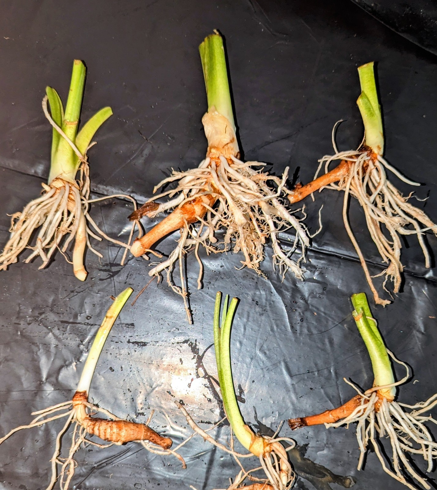 3 Live Elephant Ear Bulbs Sprouts Dwarf Compact Colocasia Tropical Patio Plant