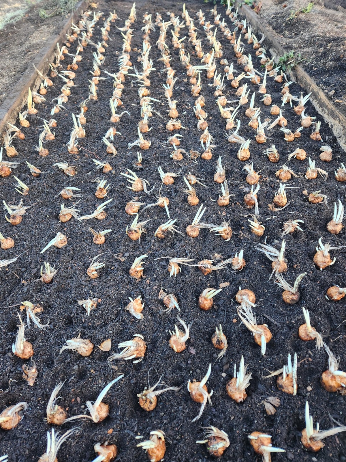 Saffron Crocus Corms – 10+ cm Bulbs for Planting with Full Instructions