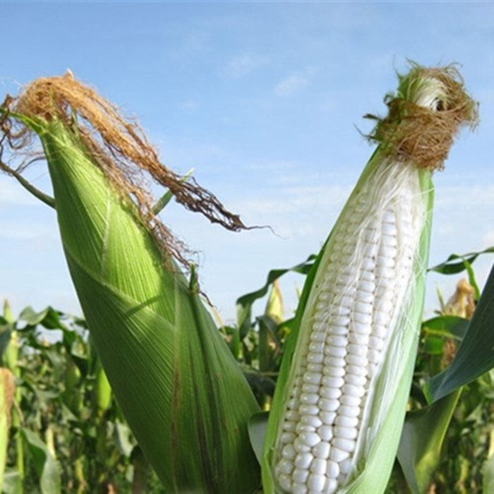 Sweet sticky Corn/ Bap Nep Seeds/ Asian Corn Seeds/ Easy Plant Seeds