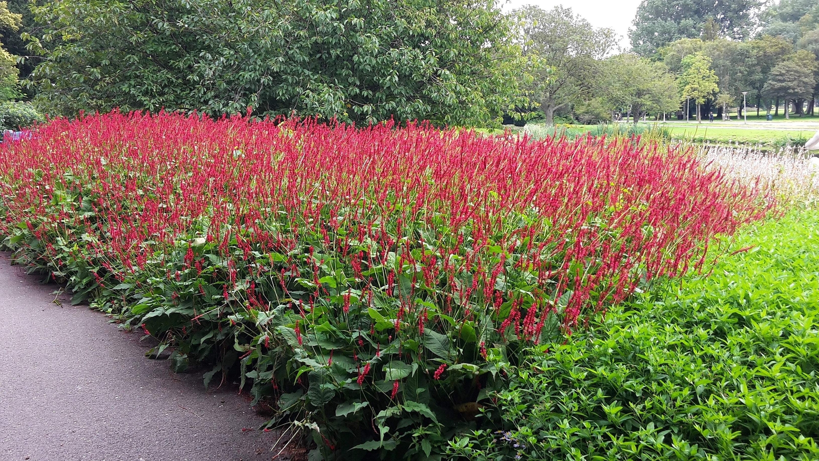 30 RED AGASTACHE ‘HEATHER QUEEN’ Hummingbrid Mint Hyssop Flower Herb Seeds