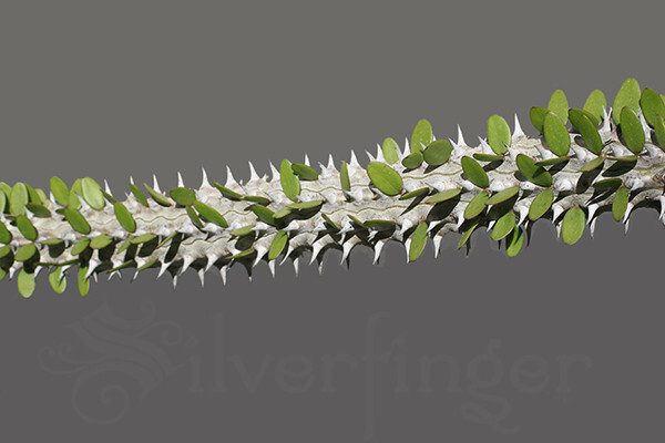 • Alluaudia Procera — Madagascar Ocotillo — NOT SEEDS! : HEALTHY LIVE PLANTS