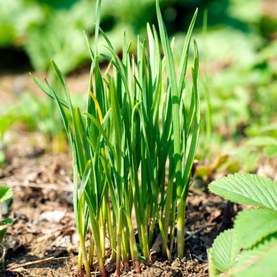 Chives Seeds – 1g – Garlic Chives – Hẹ Lá – Popular Asian Herb