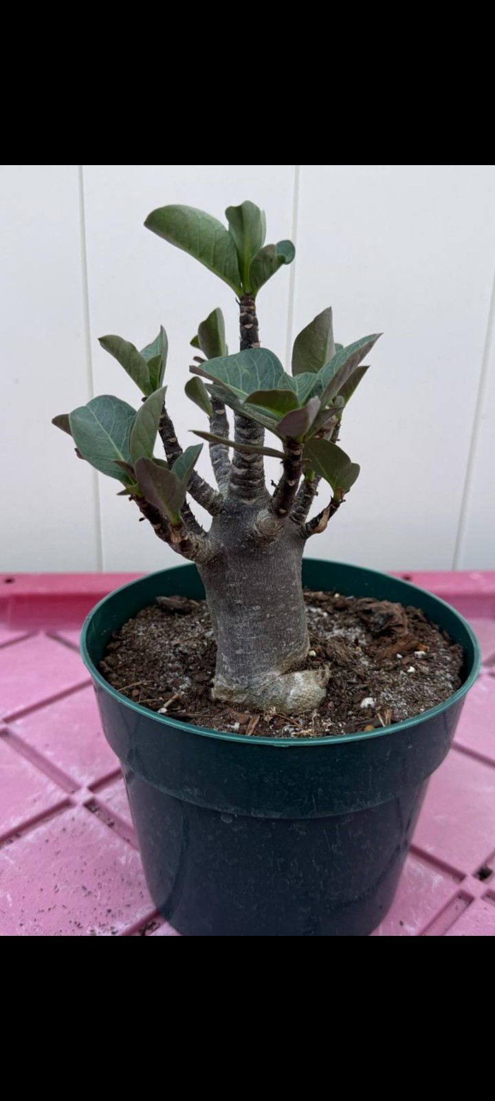 Desert Rose Adenium Arabicum (BLACK ZOMBIE) Dark Skin