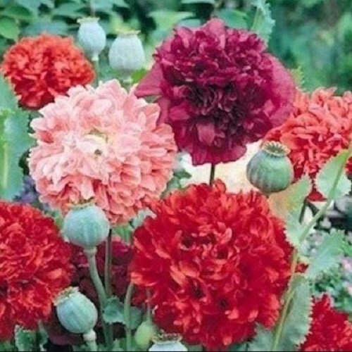 Bulk 2,500 Organic Seeds Mixed Colors Peony Poppy Doubles Seed Mix For Planting