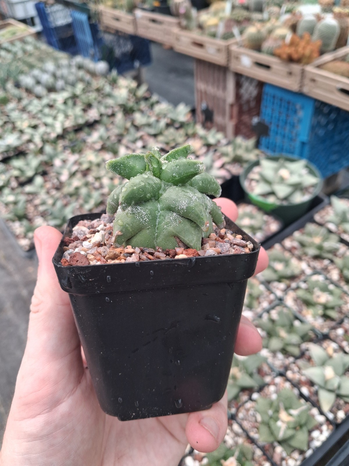 Astrophytum myriostigma kikko rare US seller