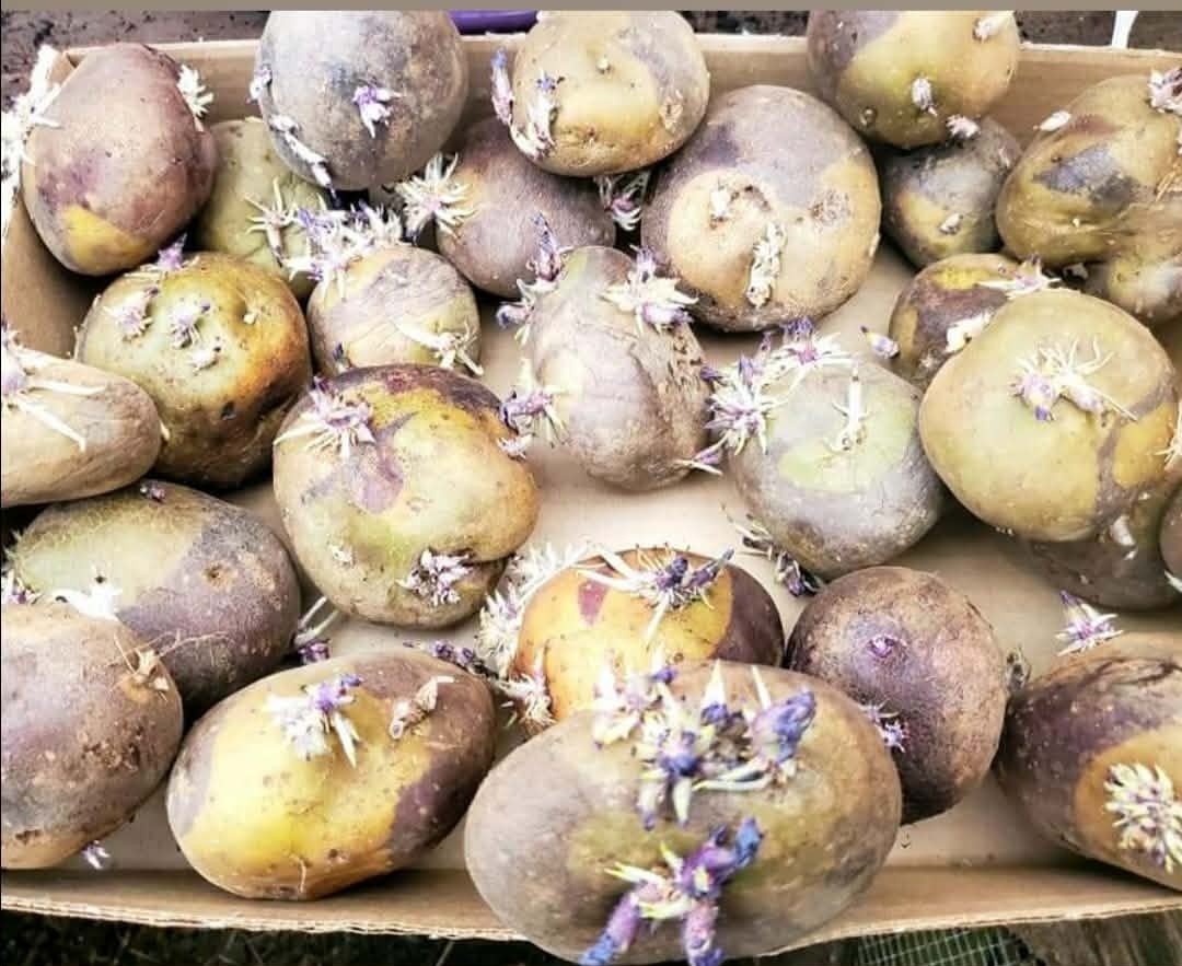 seed potatoes/sprouting potatoes